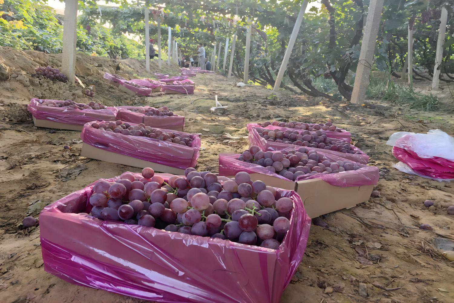 1695812319388724.jpg 84ece787ae4ac849462a8f1efe9c72cd(1).jpg